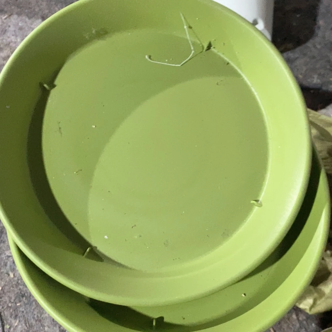 20个25果绿托盘加10个25奶白托盘