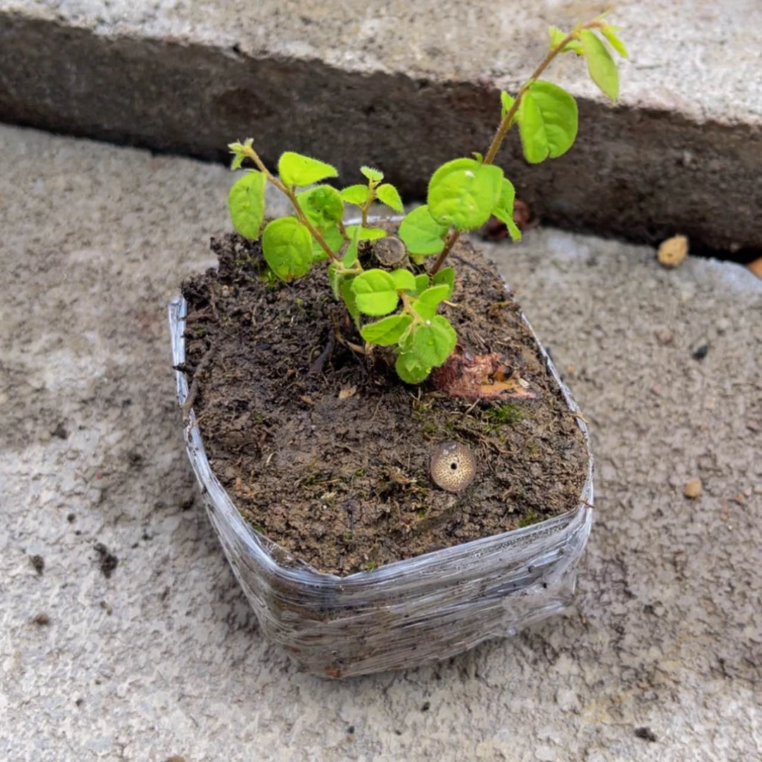 【闪购商品】无花朵H*