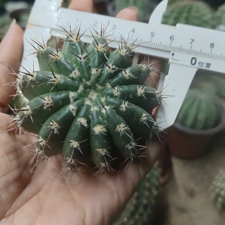 仙人球凤羽6号大侧芽6公分左右
