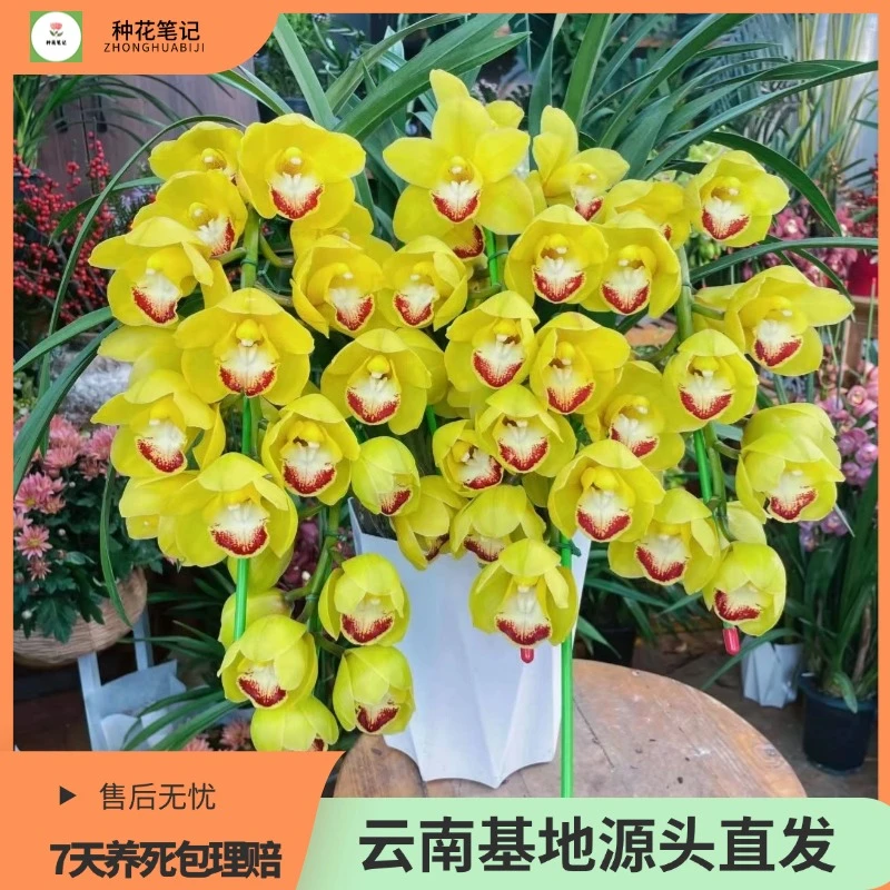 【黄金万两拱兰】大花蕙兰花带花苞春节精品拱兰带花箭好养活年宵