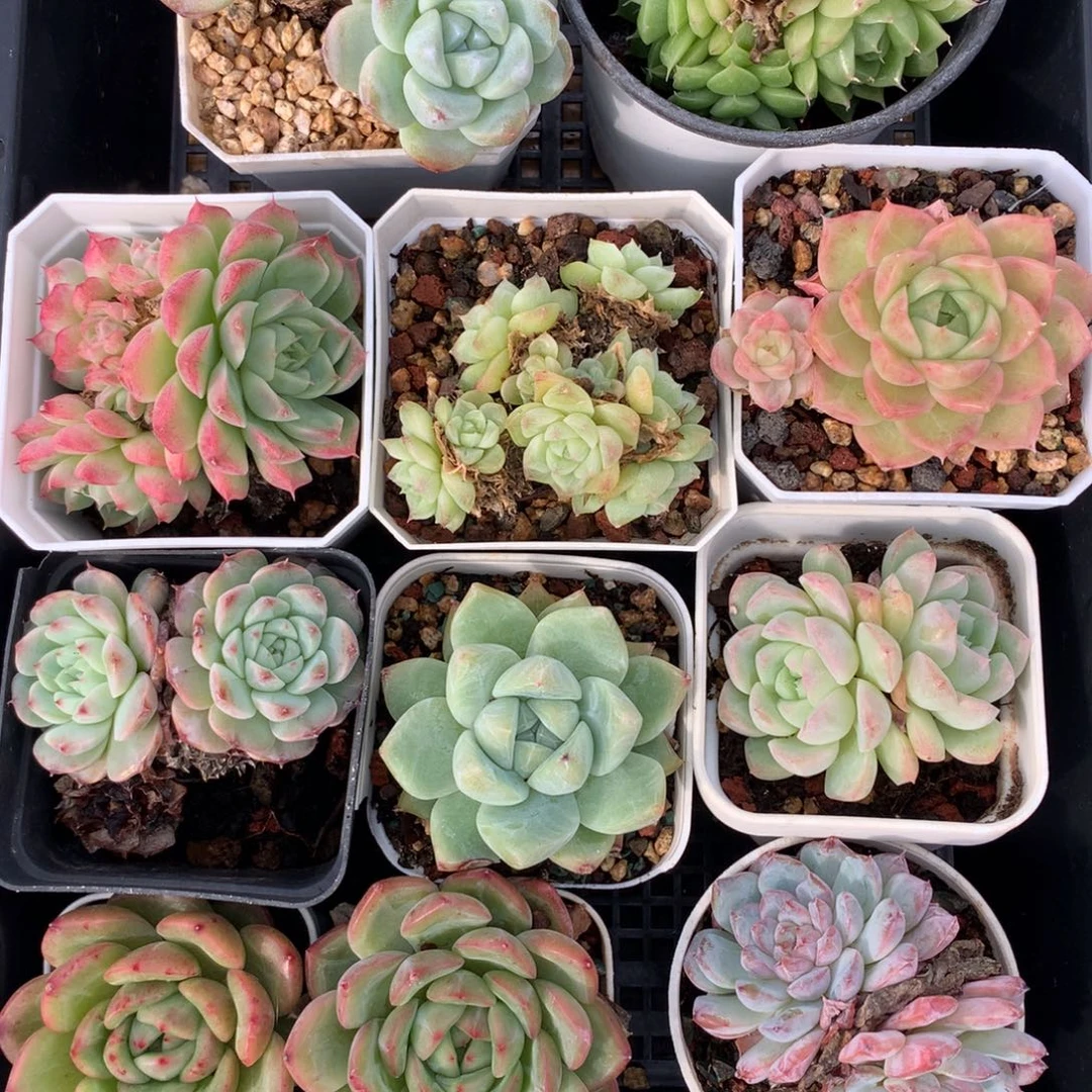 1108-55 套餐一组