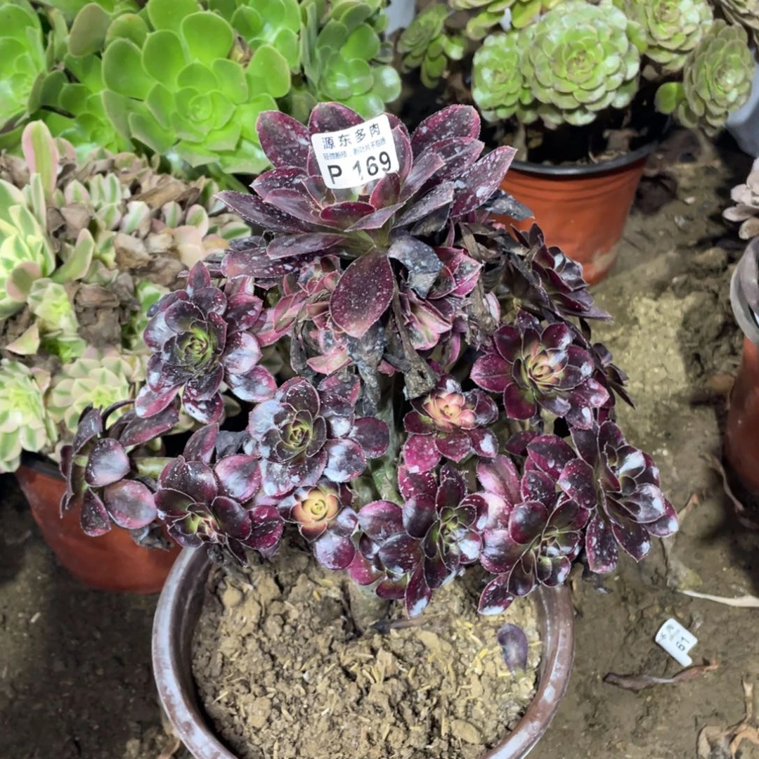 169花福蝶多肉法师断枝不包