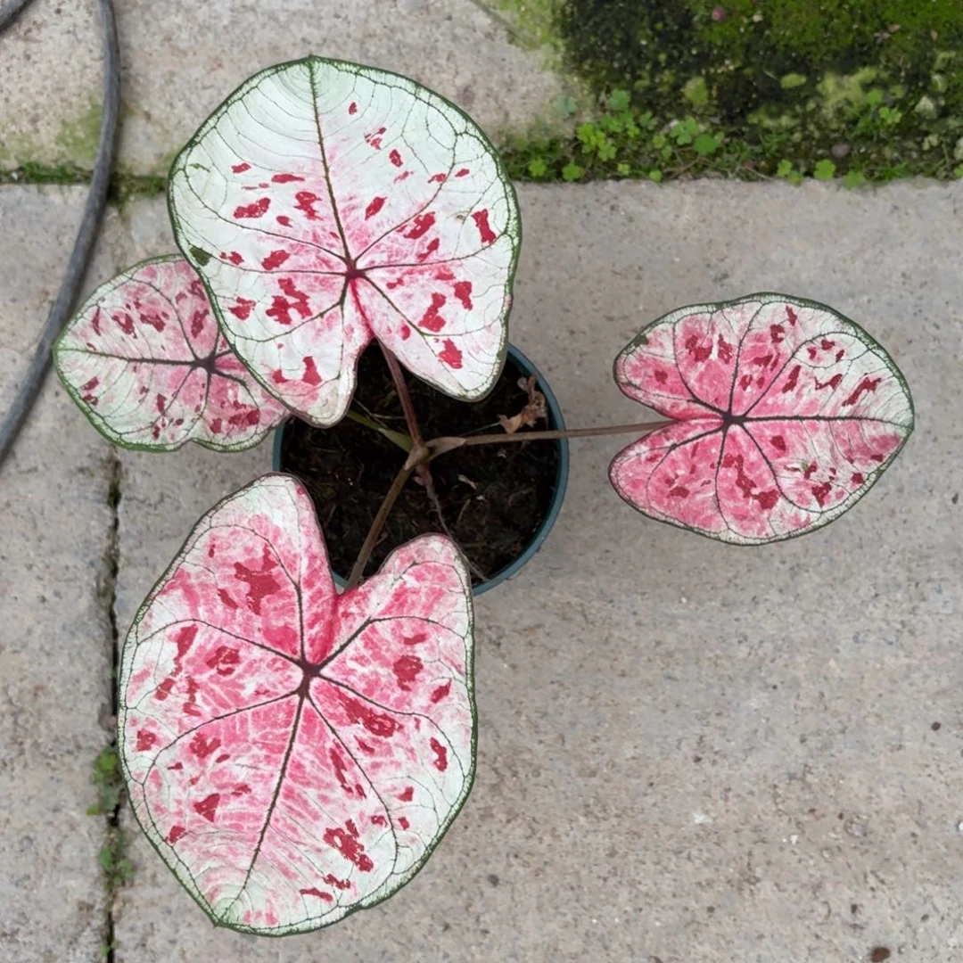 泰版草莓心12-1219