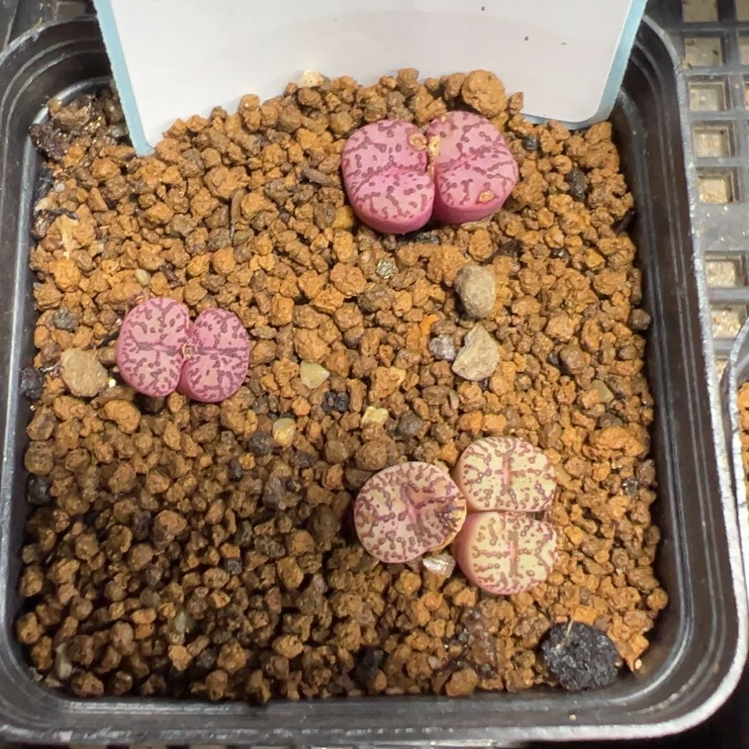 17-251霓虹安贞多肉植物