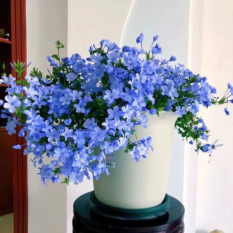 蓝雪花盆栽大苗耐晒阳台植物庭院花园爬藤耐寒花卉四季开花