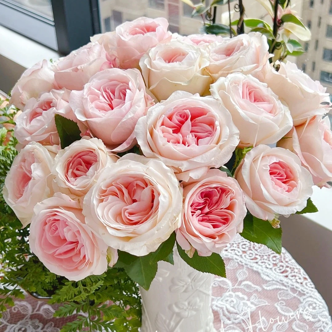 【花之物语】凯瑟琳单头玫瑰 包邮