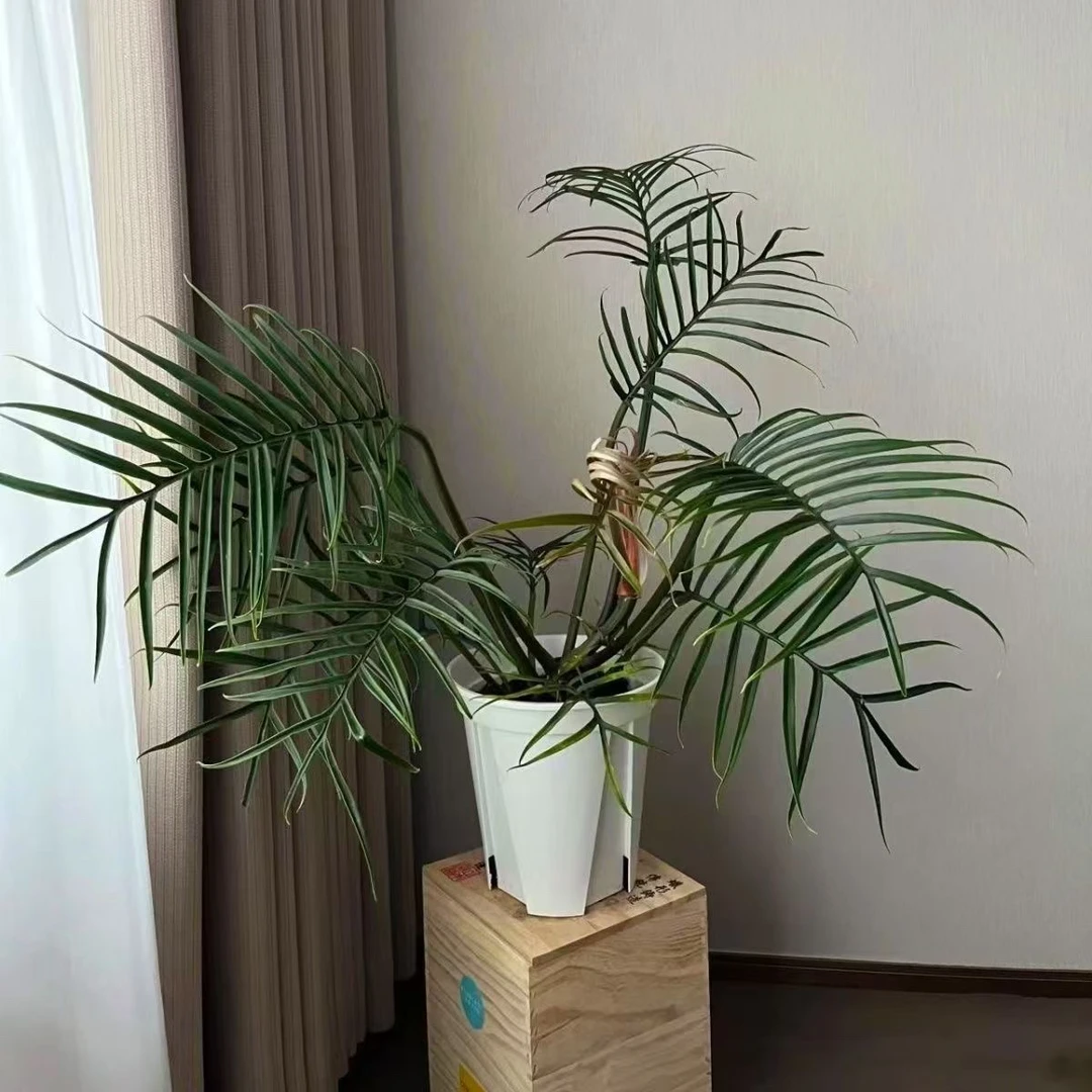 鱼骨蔓绿绒悬挂ins风办公室造型网红稀有品种耐阴绿植四季常青