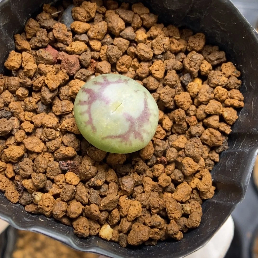 多肉植物肉锥杂交K-367 超八杂猴脸