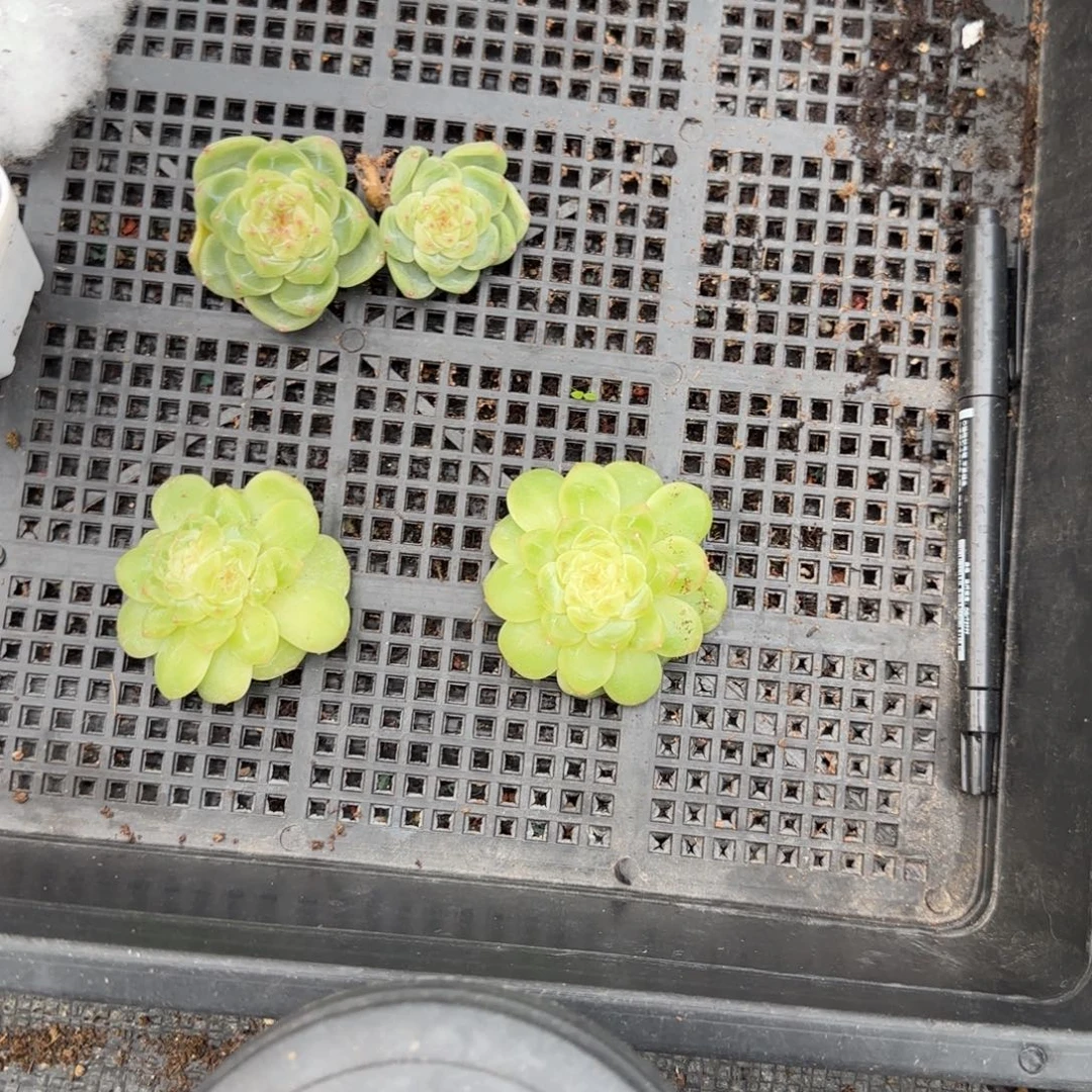 天***师4个财富一个满25包邮