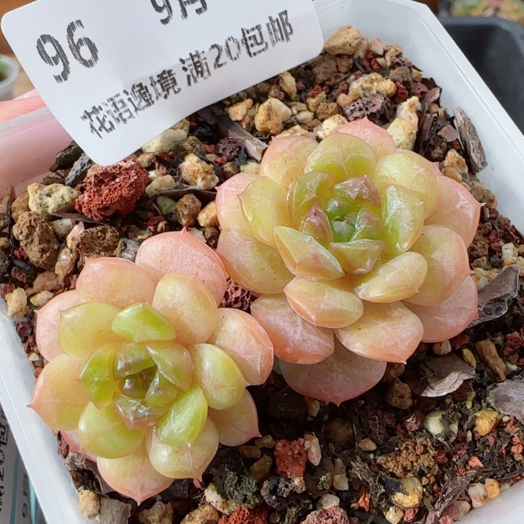花语逸镜0917-96绒金