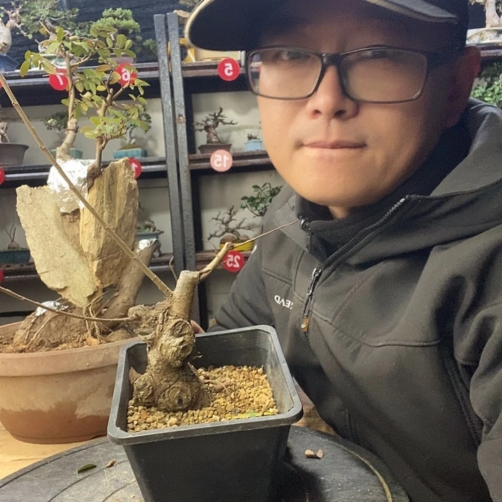 明***翰无花朵小叶榔榆一个