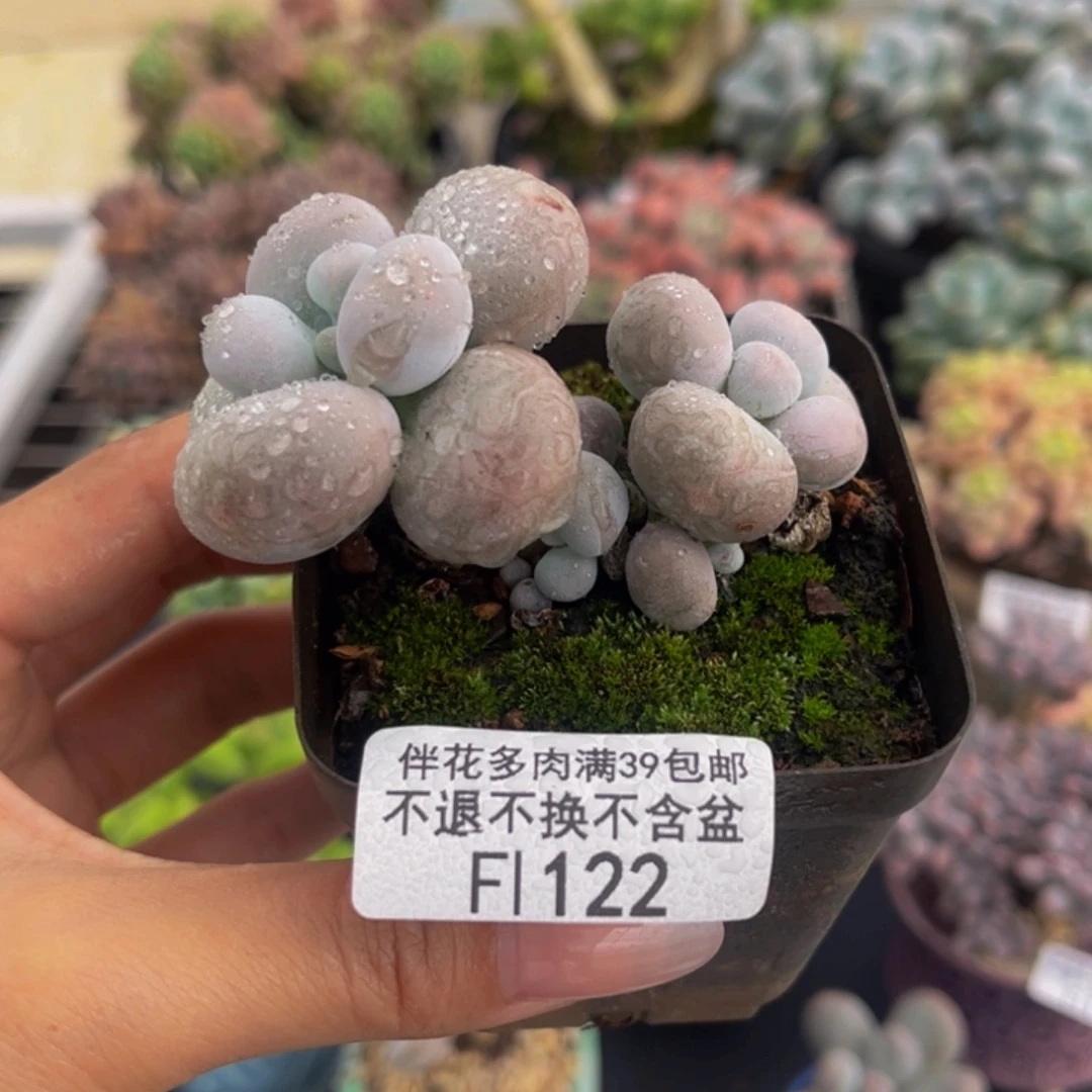 122-芭比奶多肉5cm