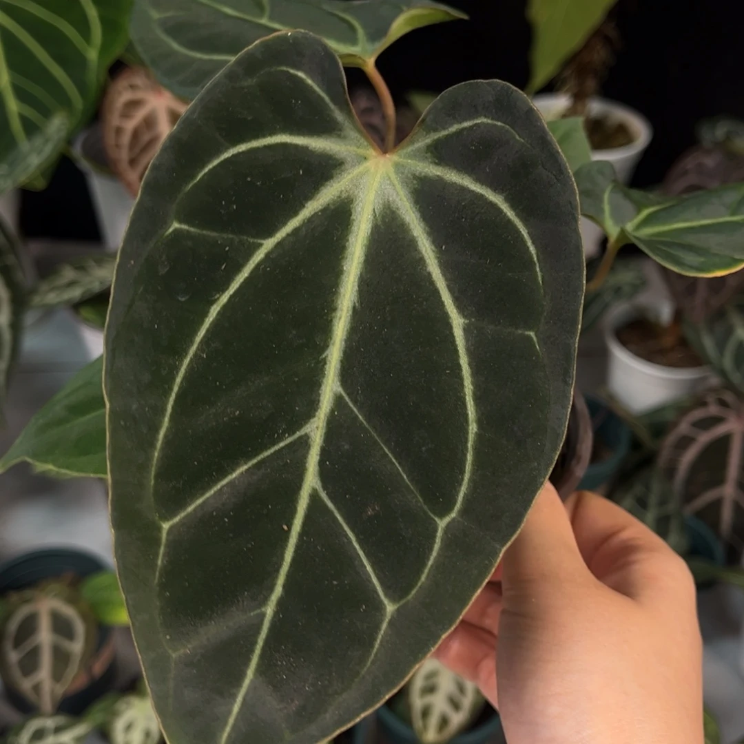 无花朵叠耳贝斯杂kos7884