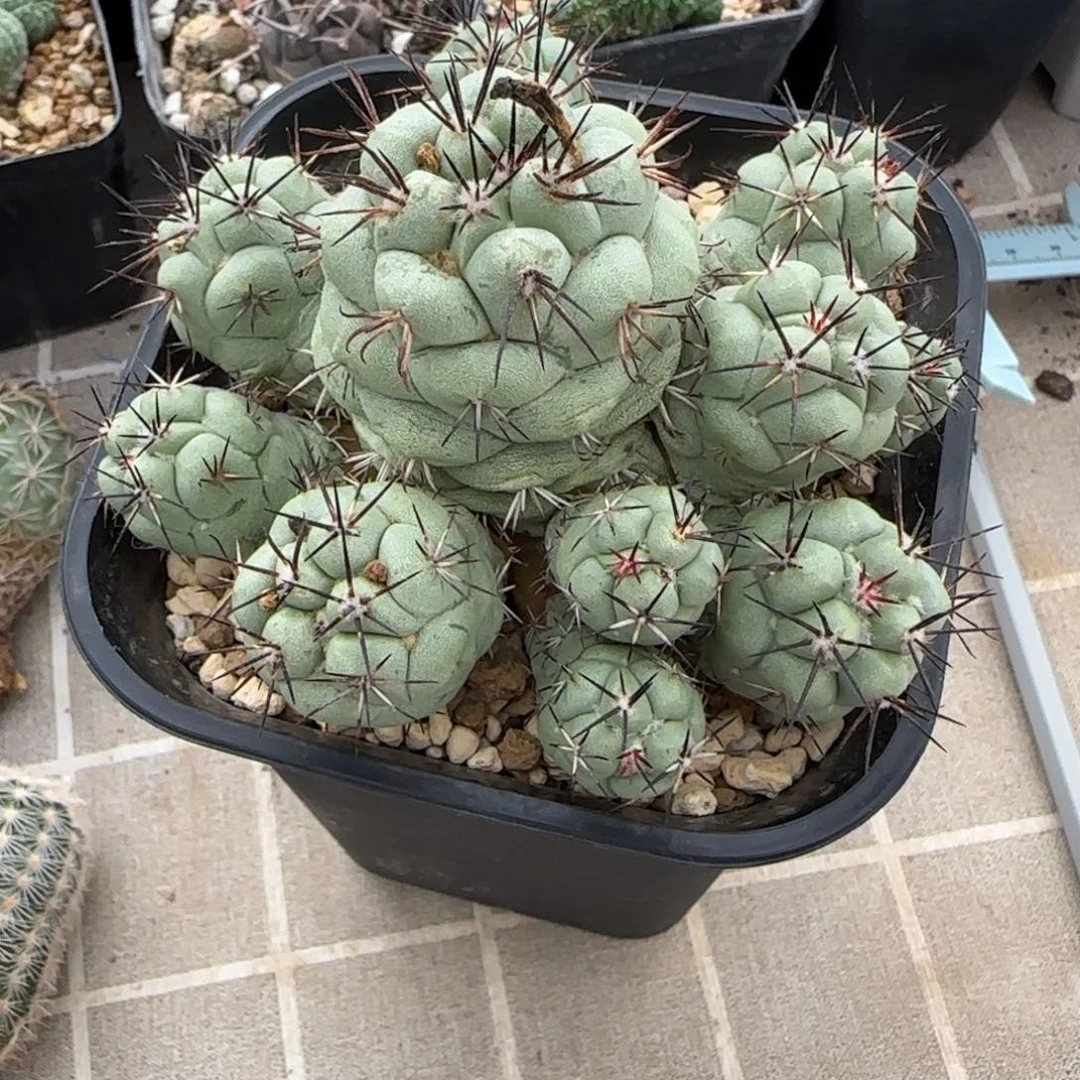 023自根矮桩大尤帝王群多肉