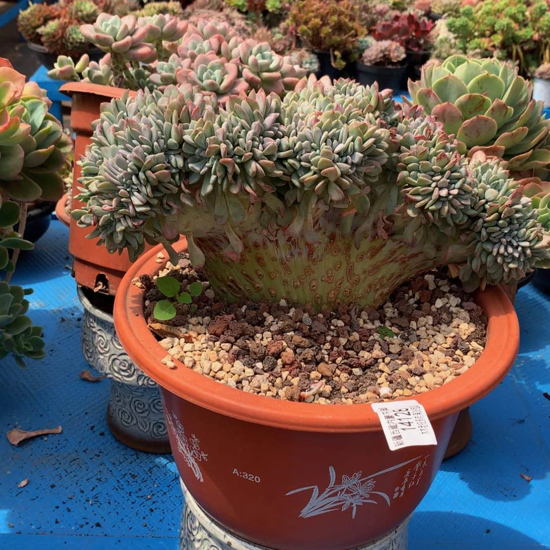 娜*   玛瑙缀14128