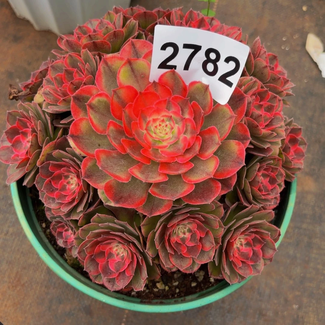 佛***缘2782多肉植物荔枝