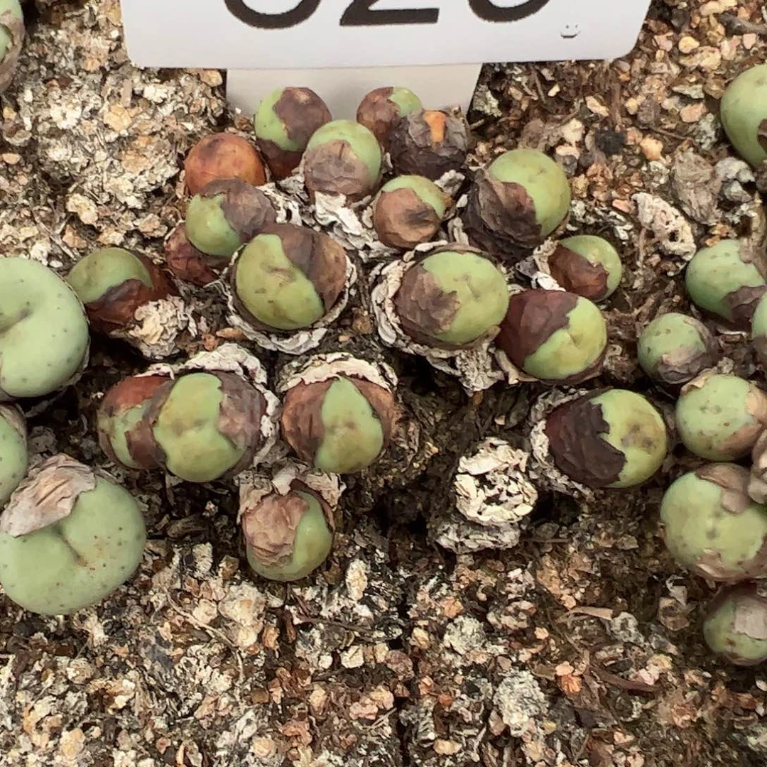 沉***海一物一拍脱土发。629