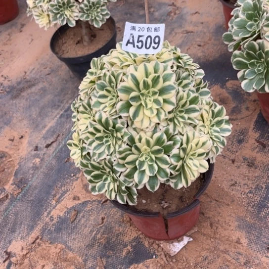 509迈巴赫不包断枝