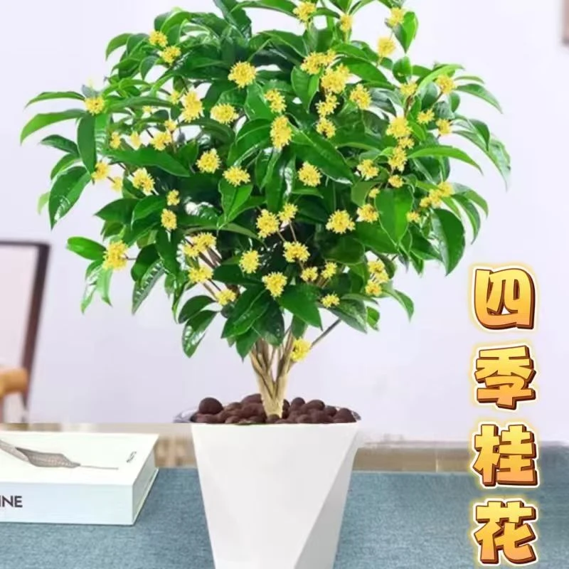 A四季桂树苗盆栽浓香型花卉室内外庭院阳台好养植物带花苞
