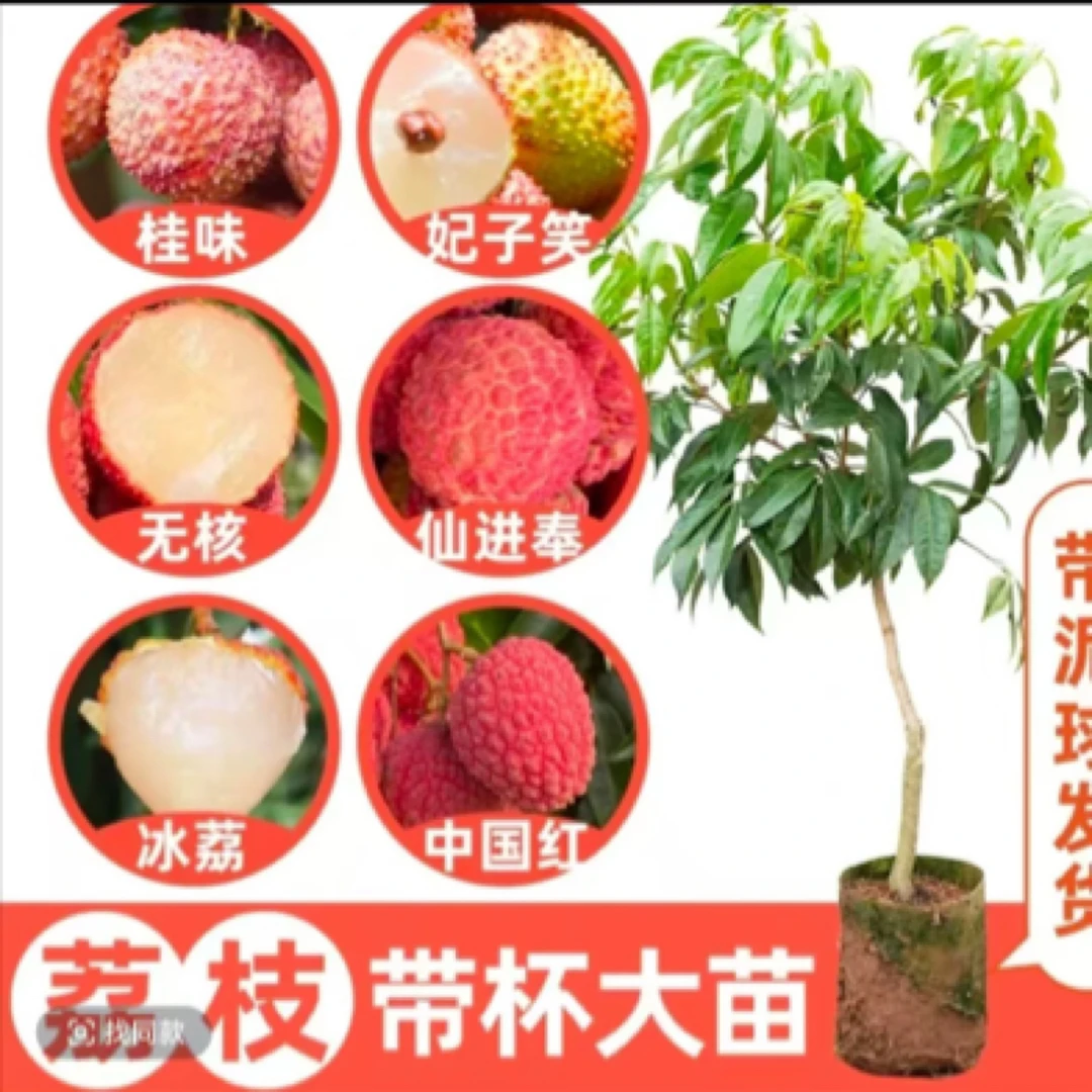 新品种嫁接苗无核冰荔妃子笑仙进奉桂味荔枝带土带叶南方早熟果苗