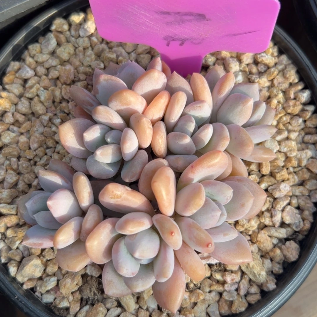 米雪111111111111111