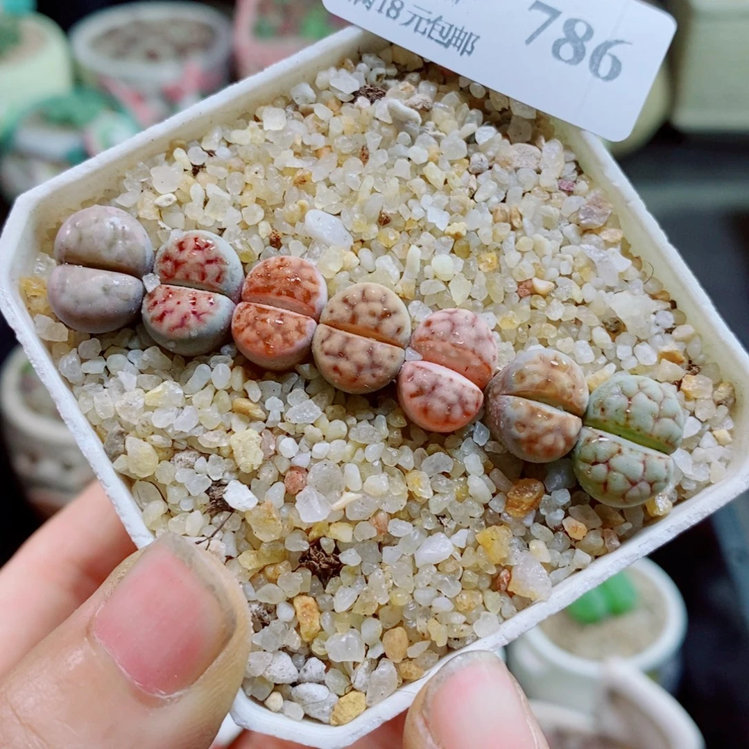 生石花花花花花花花786