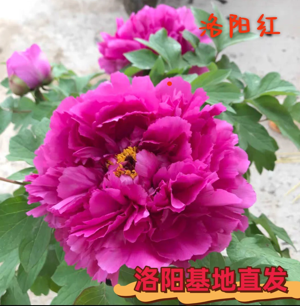 【洛阳红】牡丹苗洛阳观赏牡丹培植基地对版庭院室外花卉室内绿植