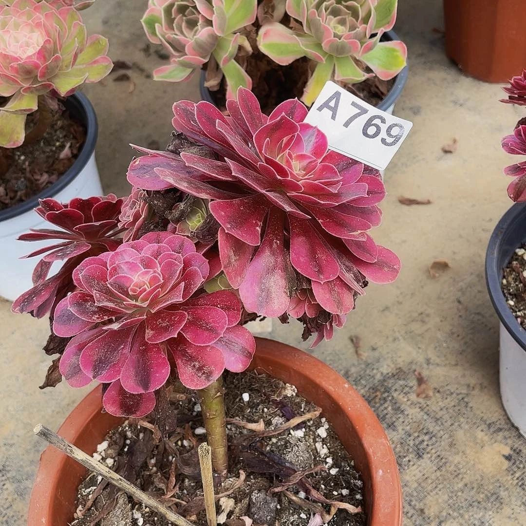 c****t美杜莎769福利