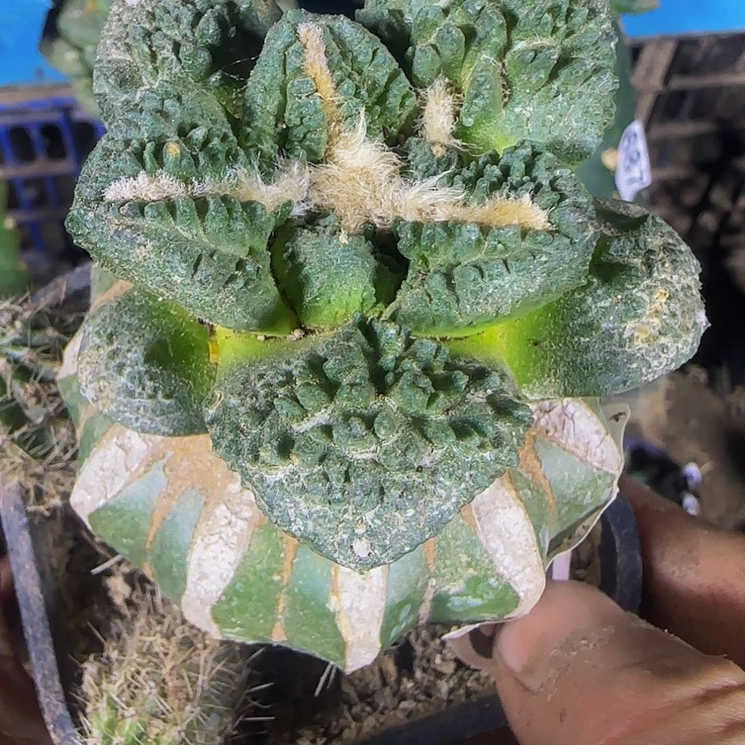 龟甲758仙人球开花