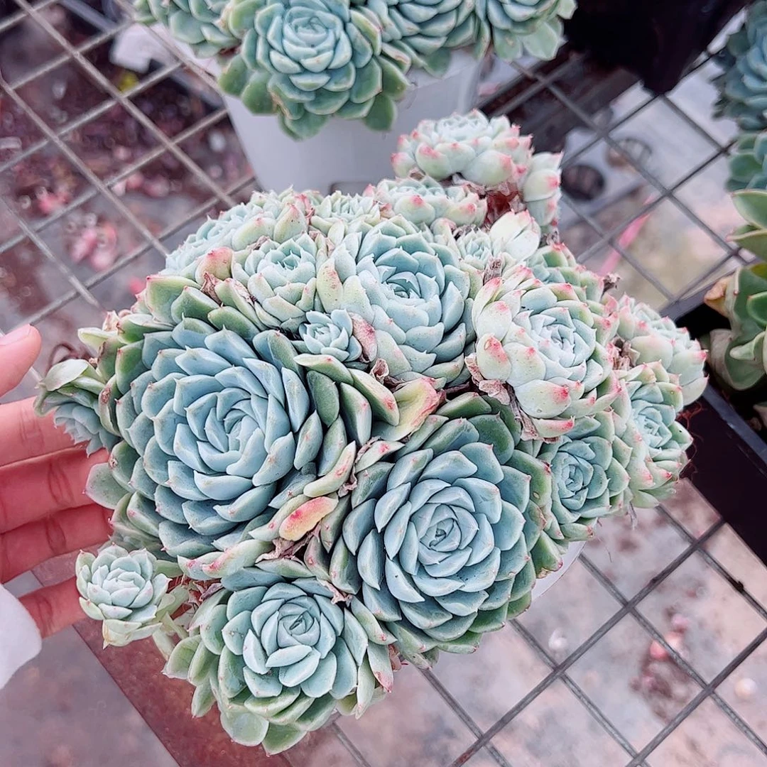 白月影多头造型精品