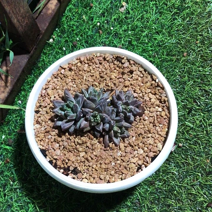 &****】梵高自然群多肉植物