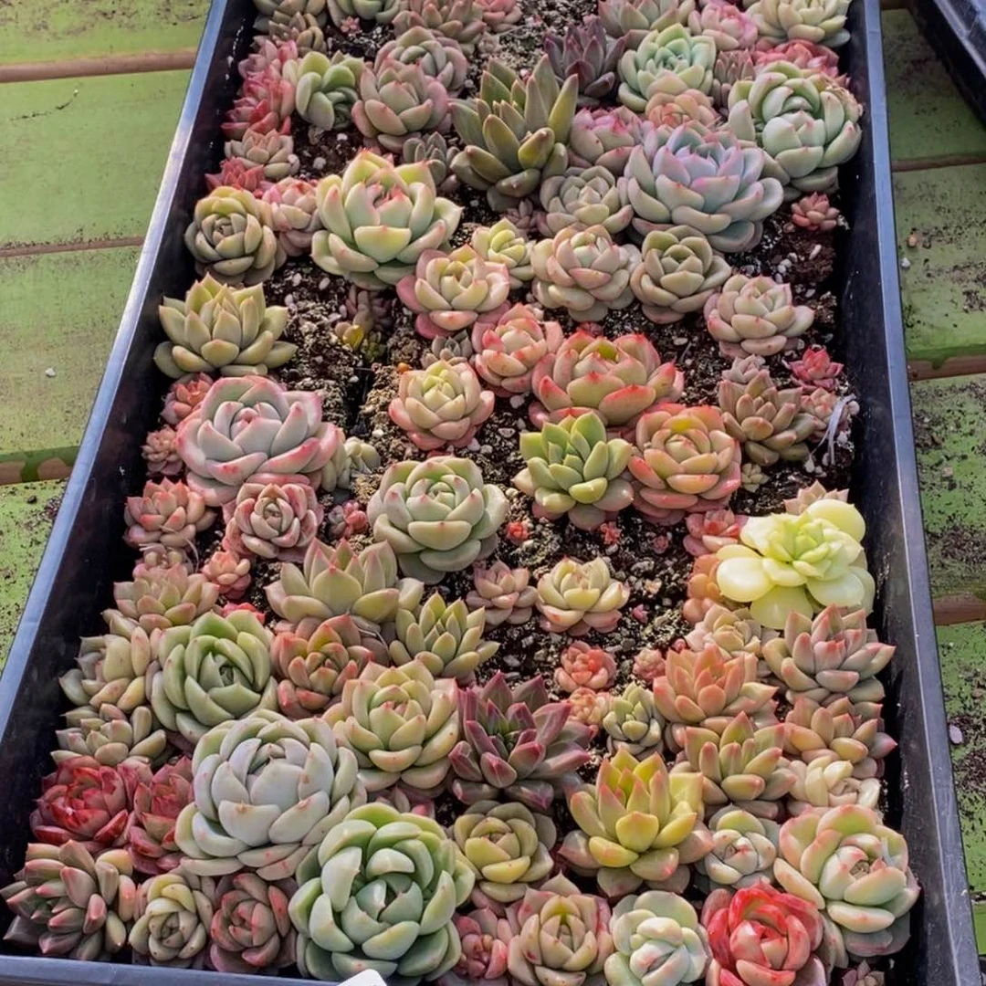 熙*轩429多肉多肉植物百科名片作译者序