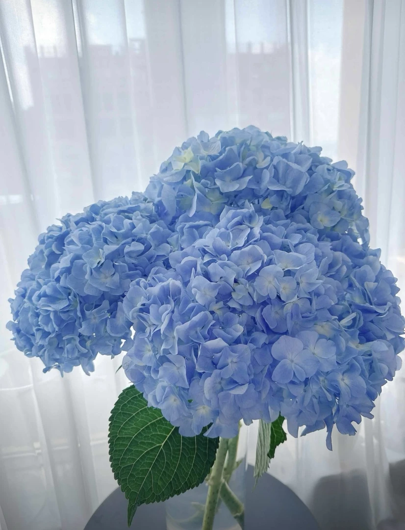 【AAA级大海蓝绣球】超大花头，超长花期，云南基地直采直发