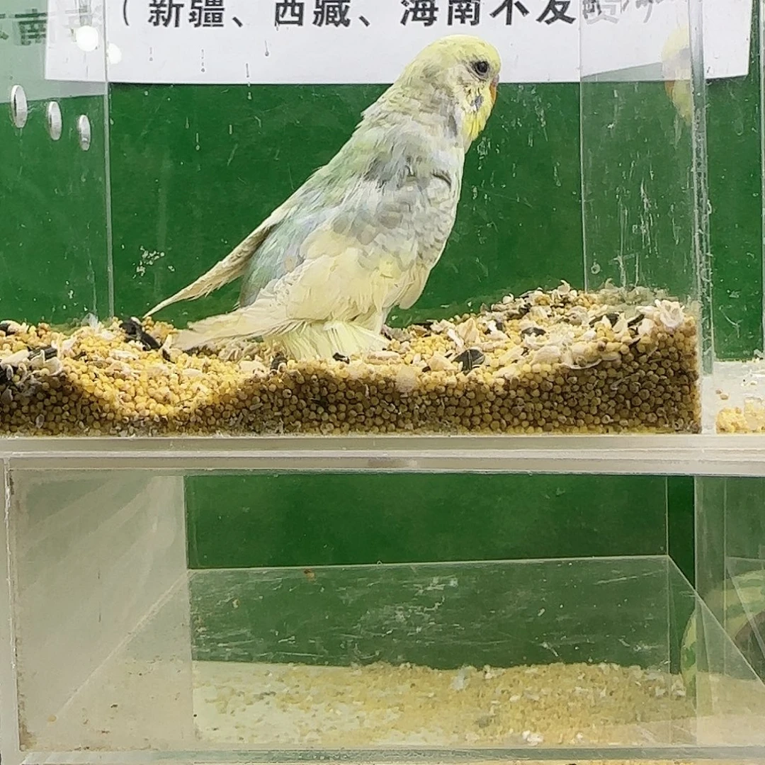 虎皮鹦鹉大头鹦鹉