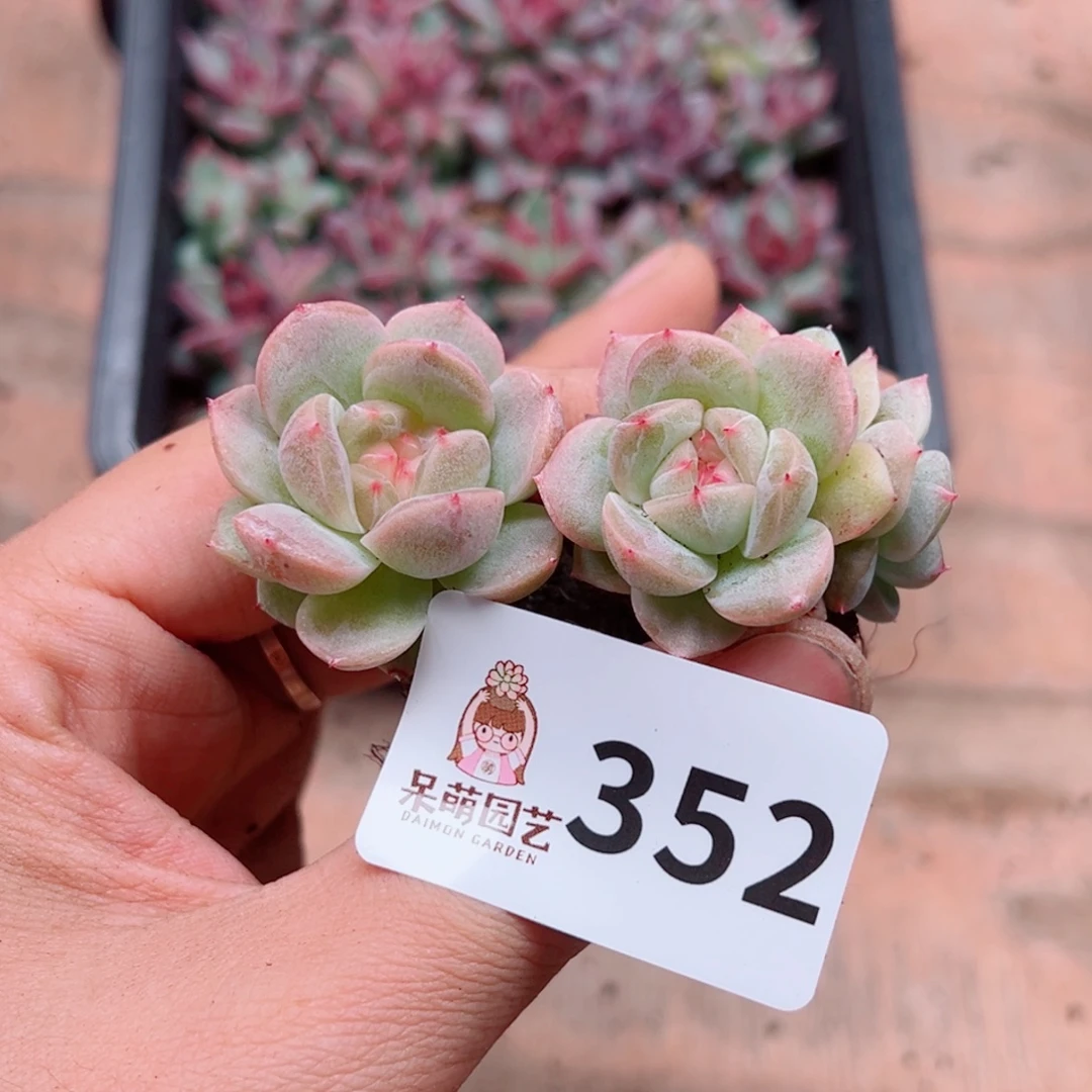 多肉植物多肉植物