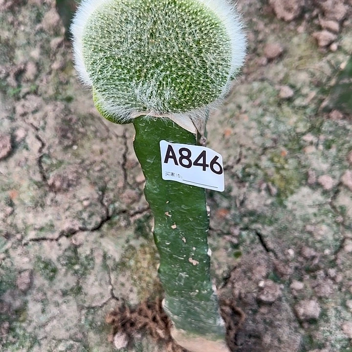 让***难无花朵嫁接九尾狐缀➕青蛇缀两颗846