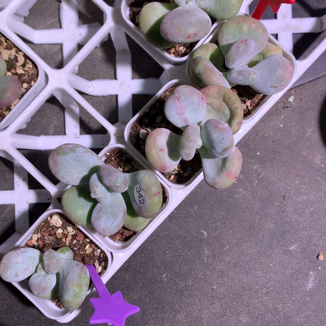 枫***桐5颗的价格黄油。哈哈哈