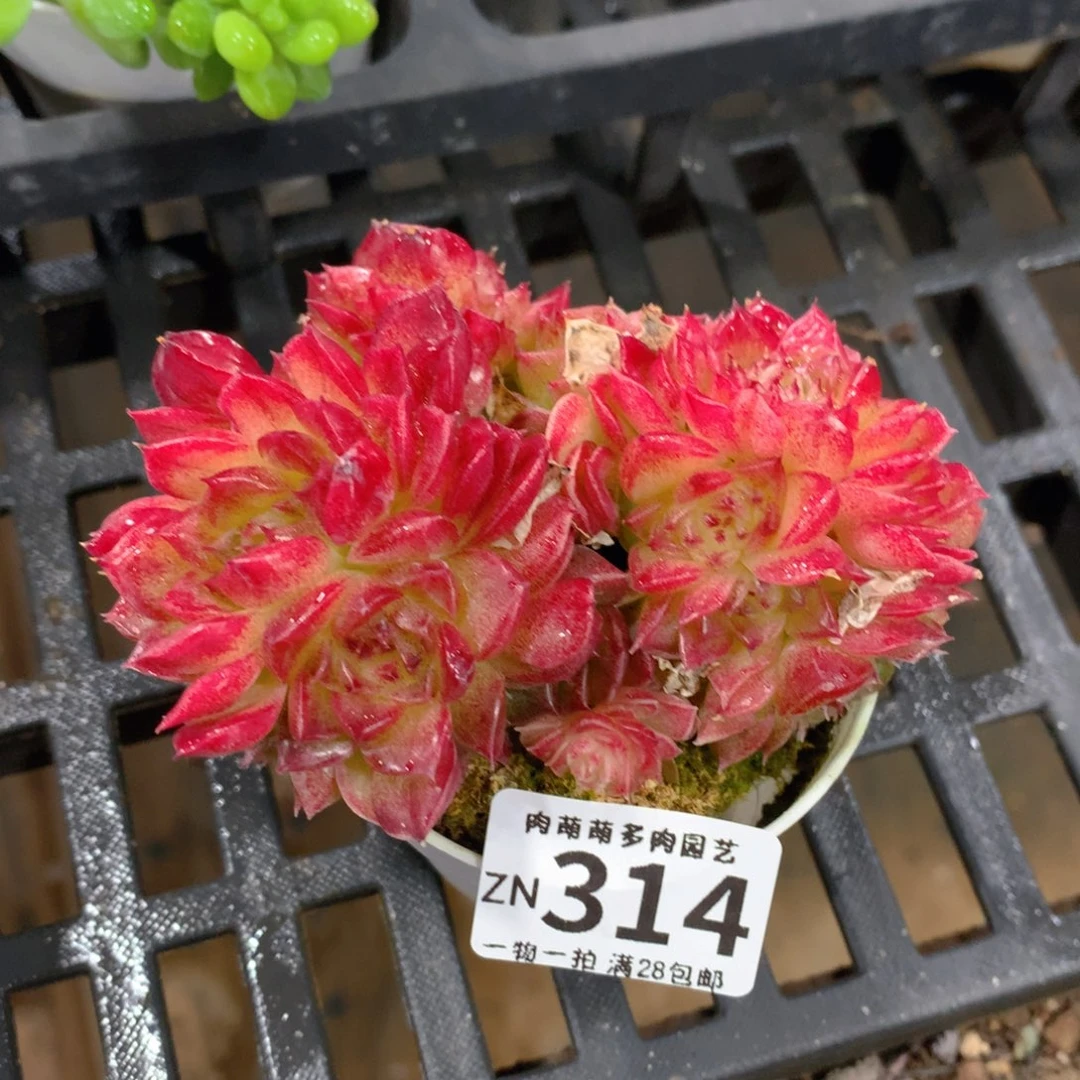 肉萌萌拇指盆精控多肉ZN314