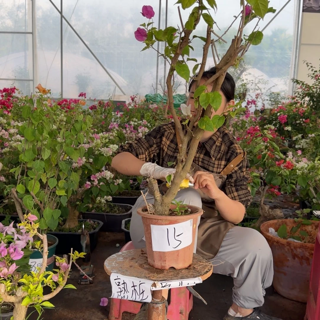 大部分花苞少量开放15 漳
