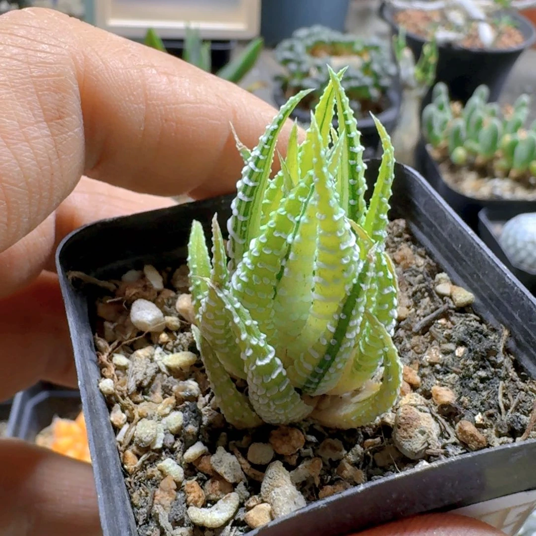 276白帝脱土发货