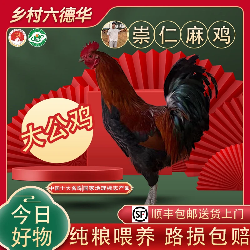 【大公鸡】崇仁麻鸡大公鸡1年以上无抗无素五谷喂养山林散养