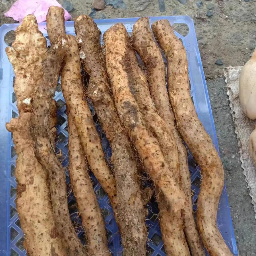 广东韶关高山生鲜新鲜铁棍山药垆土淮山2斤温县垆土铁棍山药