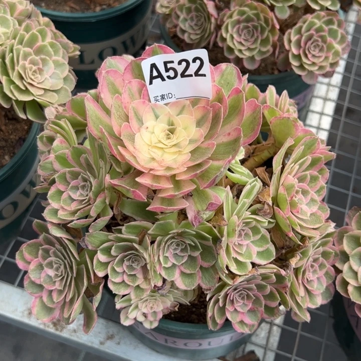 522孔雀翎20厘米左右半木