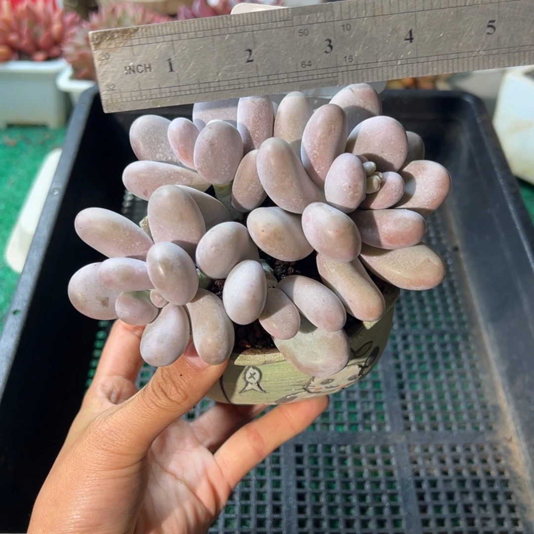 表妹精品多肉植物303.