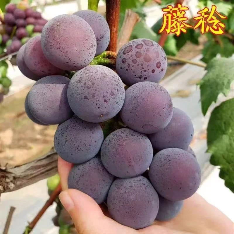 【1窜2斤起】正宗超甘葡萄 乒乓球葡萄 皮薄水多【到货24小时售后 超24无】