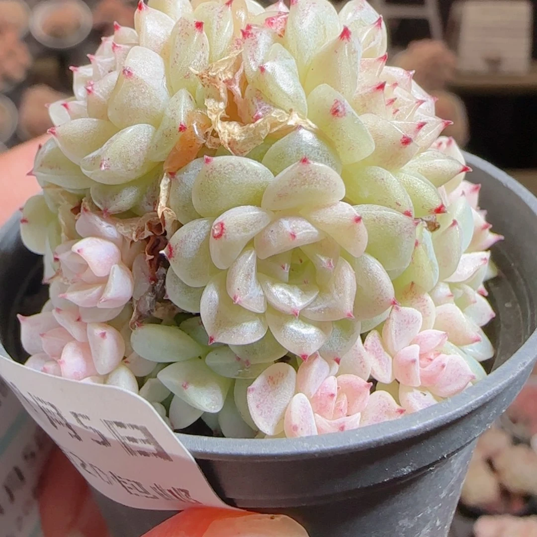 花语多肉0105-114魔仙散