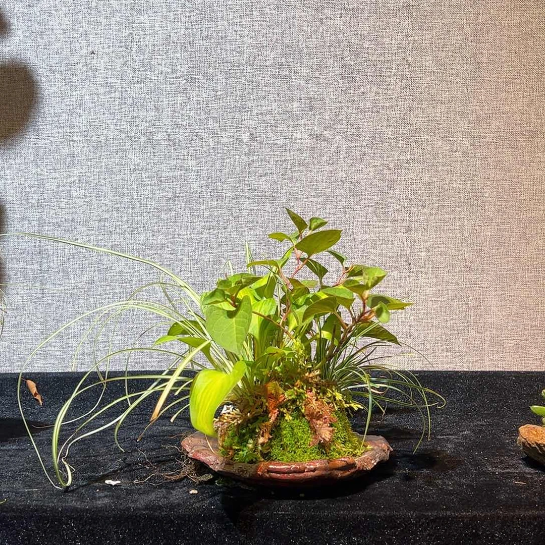 无花朵日本山野草