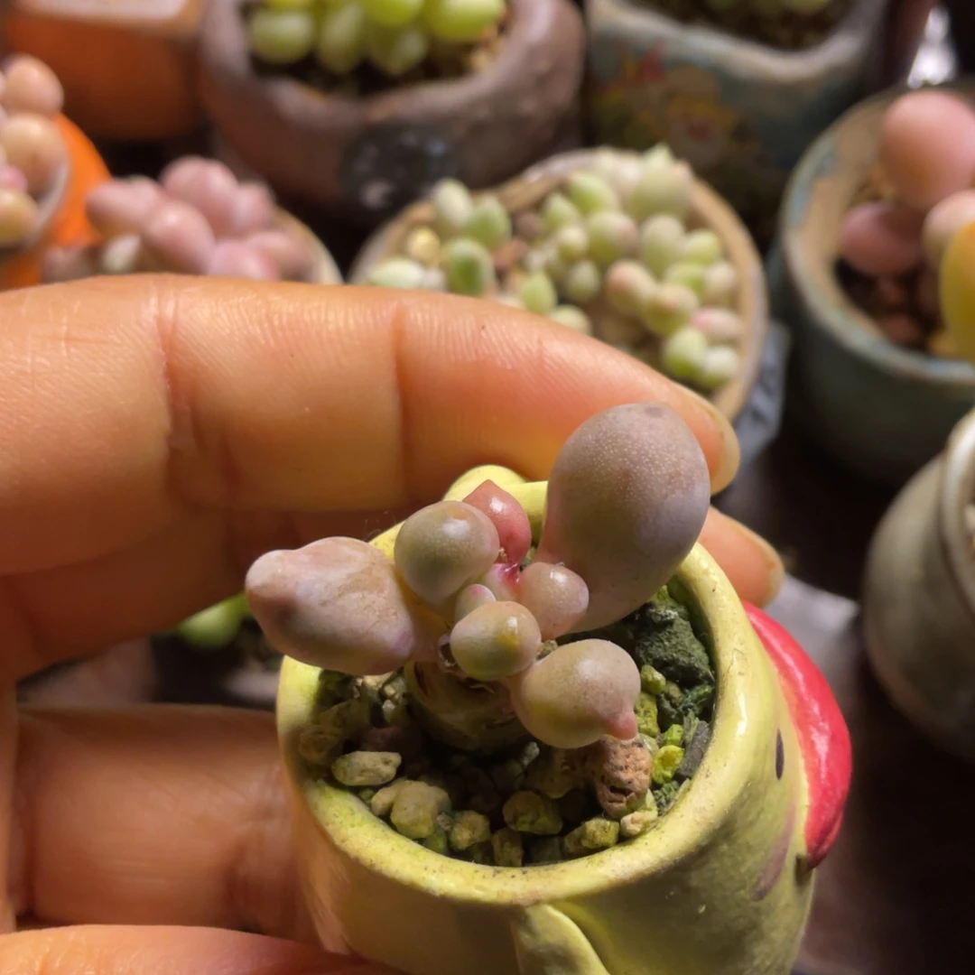 仙子奶一个满50包邮非偏远