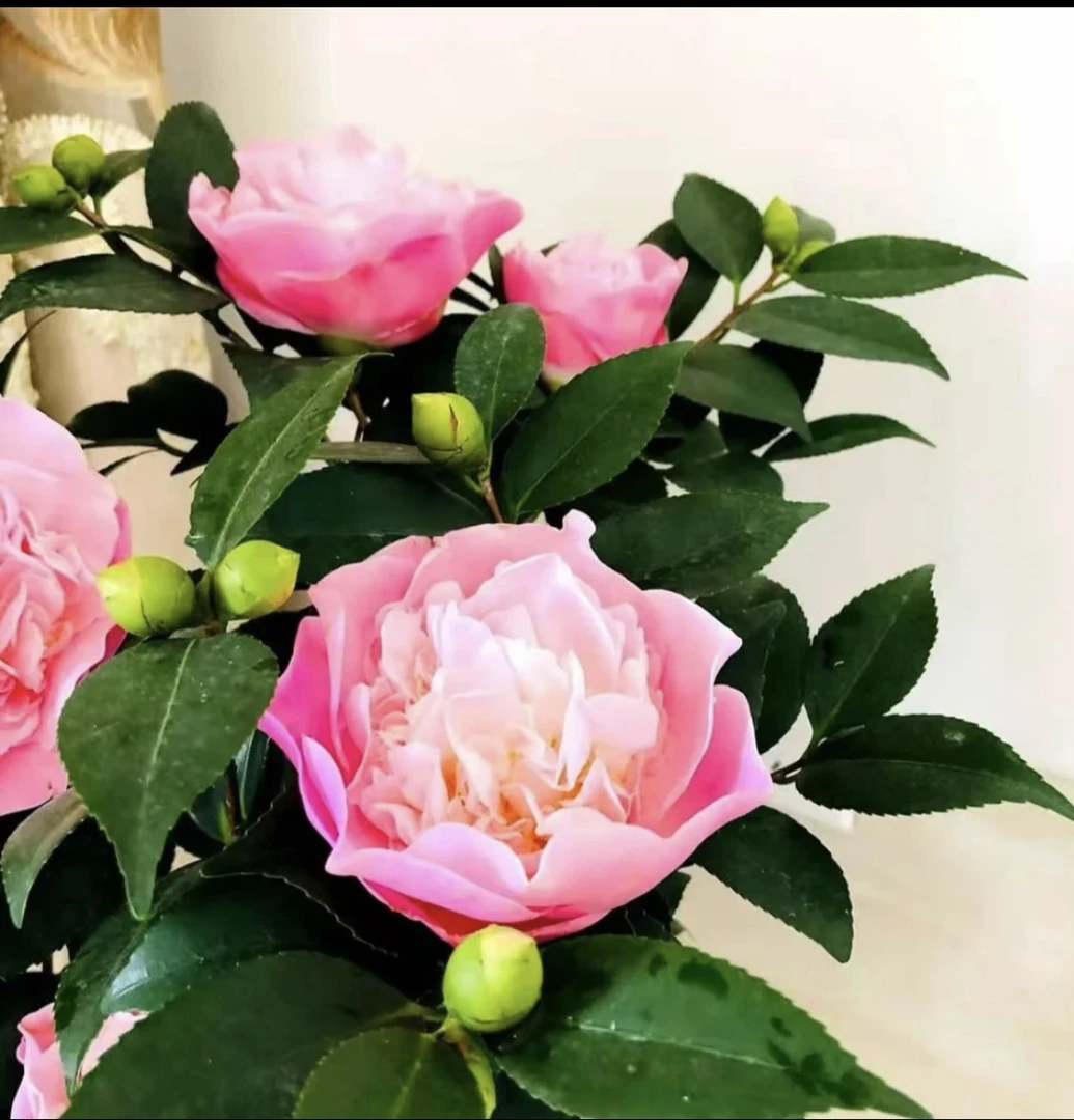 带花苞香妃茶花树苗盆栽四季浓香型室内外好养耐寒耐热绿植