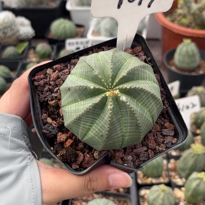 中***、1017实生布纹好养皮实